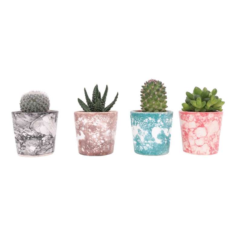 Live Flower Marbling Potted Cactus/Succulent