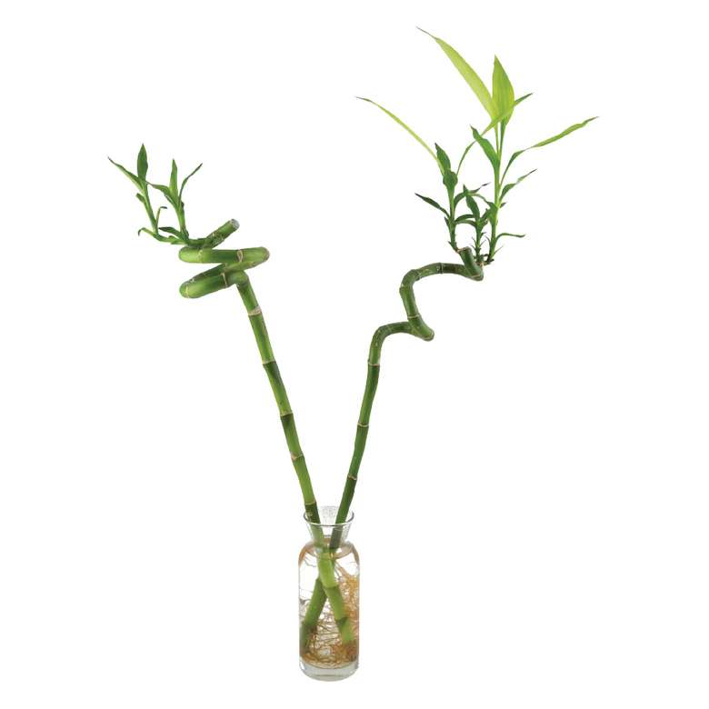 Live Flower Lucky Bamboo