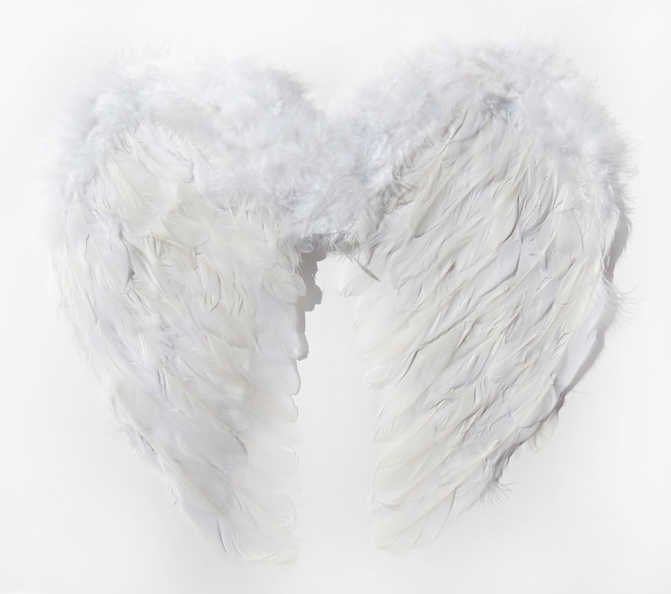 Angel Wing Small Feather 55X35Cm White P1-100