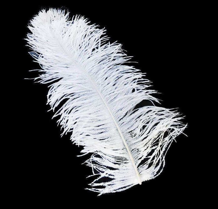 Feather (For Organization) 45*50Cm White Pk1 Kl:100